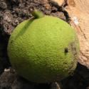 They Call Them Black Walnuts For A Reason