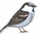 His Eye is on the Sparrow