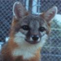 Fight the Little Foxes that Spoil the Vine