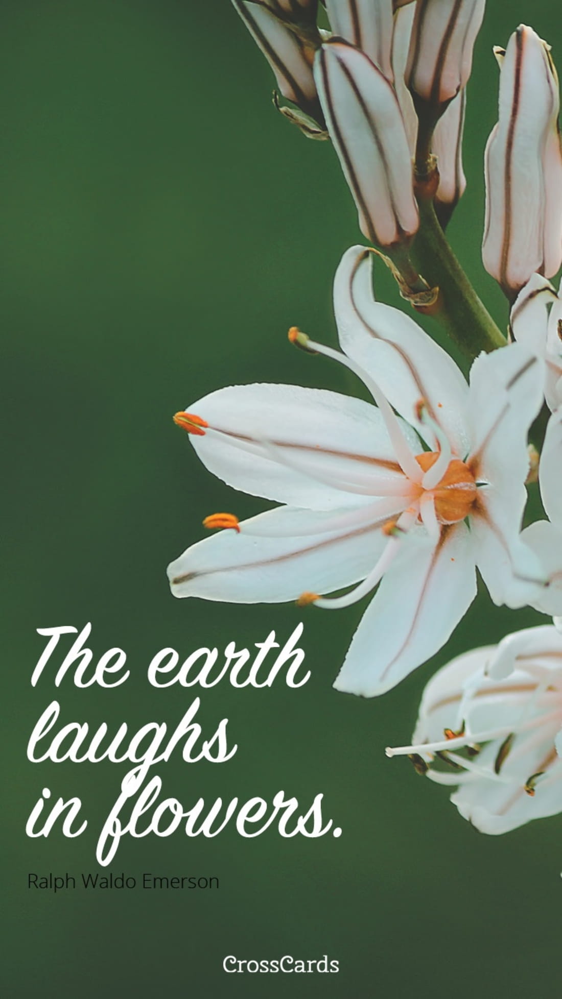 The Earth Laughs in Flowers mobile phone wallpaper