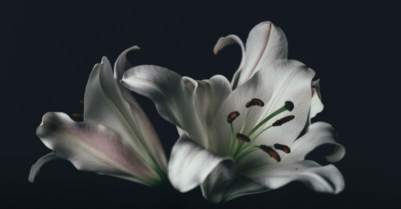 10 Things Believers Should Remember about Death, Burial, and Cremation