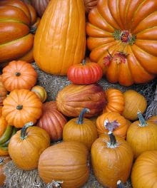 Sermon Illustrations for Thanksgiving