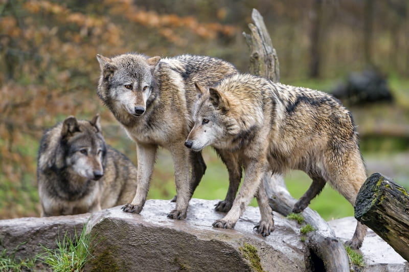 30+ Bible Verses about Wolves - Bible Story Verses & Meaning