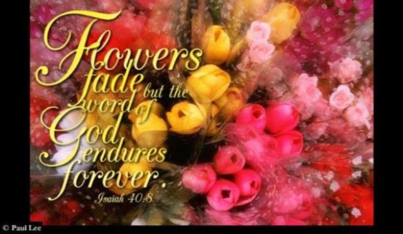 16 Bible Verses About Flowers Beautiful And Meaningful