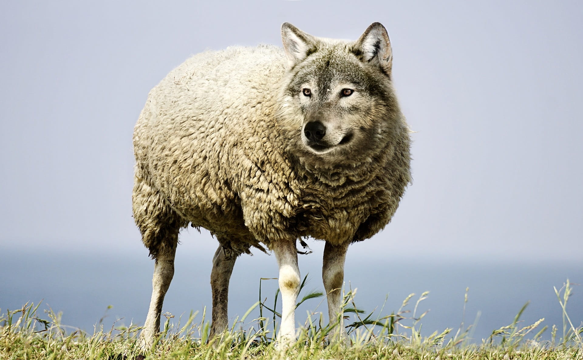 Wolf In Sheeps Clothing Id