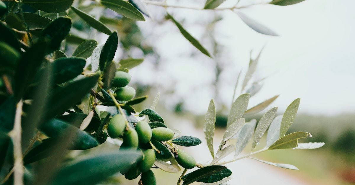 10 Healing Foods from the Bible