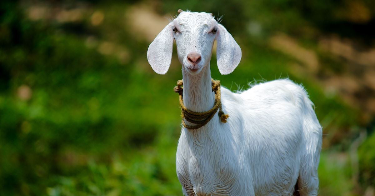 10 Healing Foods from the Bible