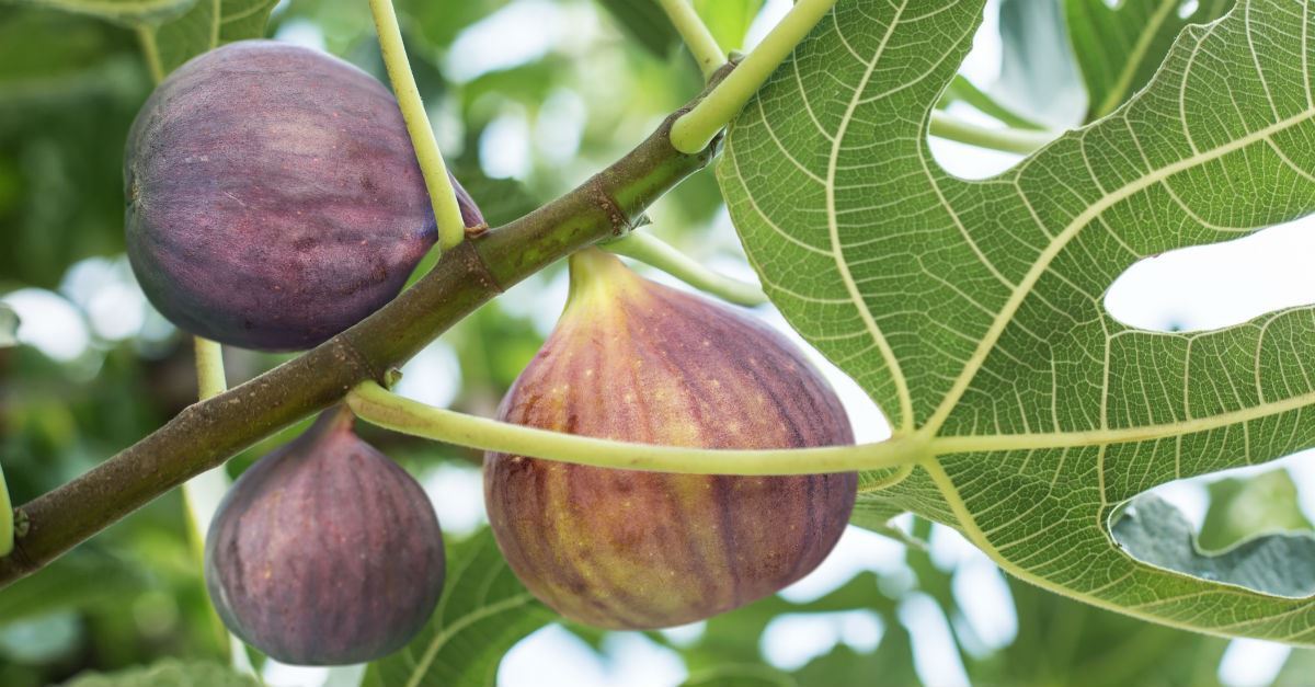 What Do Fig Leaf Symbolize In The Bible