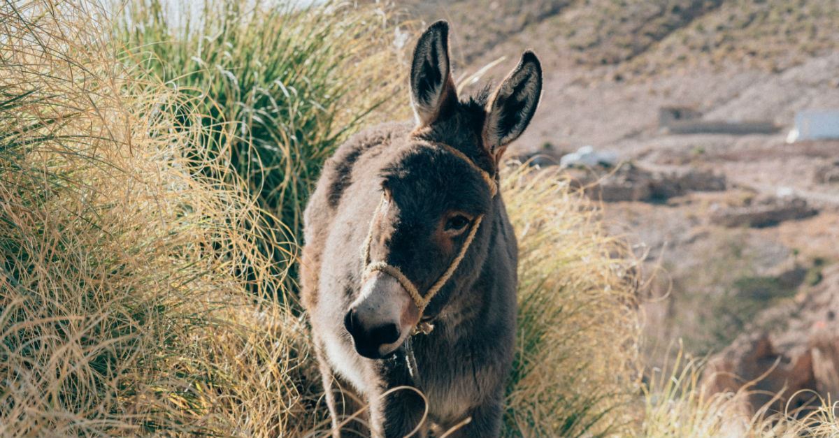 Who Were Balaam And His Talking Donkey In The Bible 