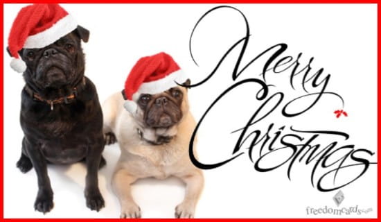 Merry Christmas, Christmas Dogs ecard, online card