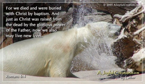 Baptism - Romans 6:4 ecard, online card