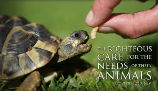 Free Care for Animals eCard - eMail Free Personalized Animals Cards Online