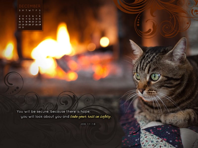 Dec 2012 - Restful Cat mobile phone wallpaper