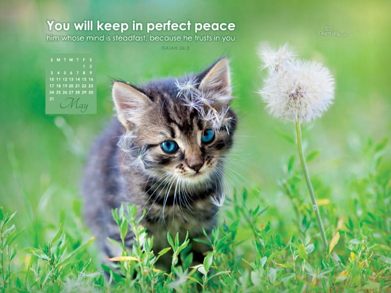 May 2015 - Perfect Peace mobile phone wallpaper