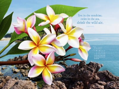 June 2015 Live In Sunshine Desktop Calendar Free June Wallpaper