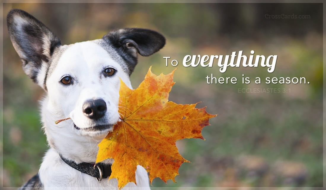 To everything there is a season. ecard, online card