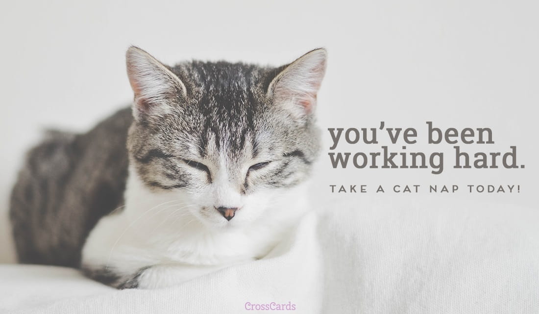 Take a Cat Nap ecard, online card