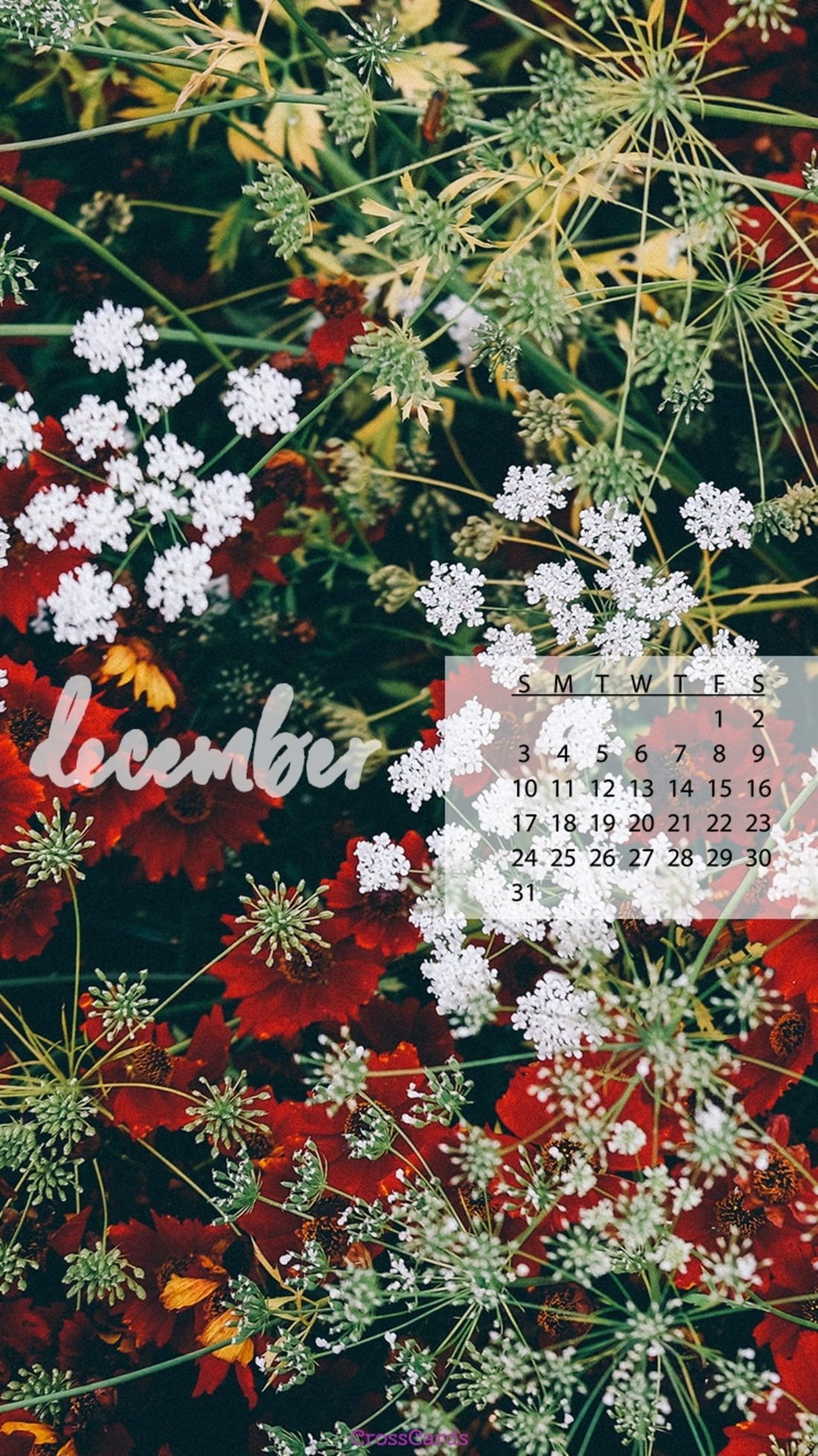 December 2017 - Winter Flowers mobile phone wallpaper