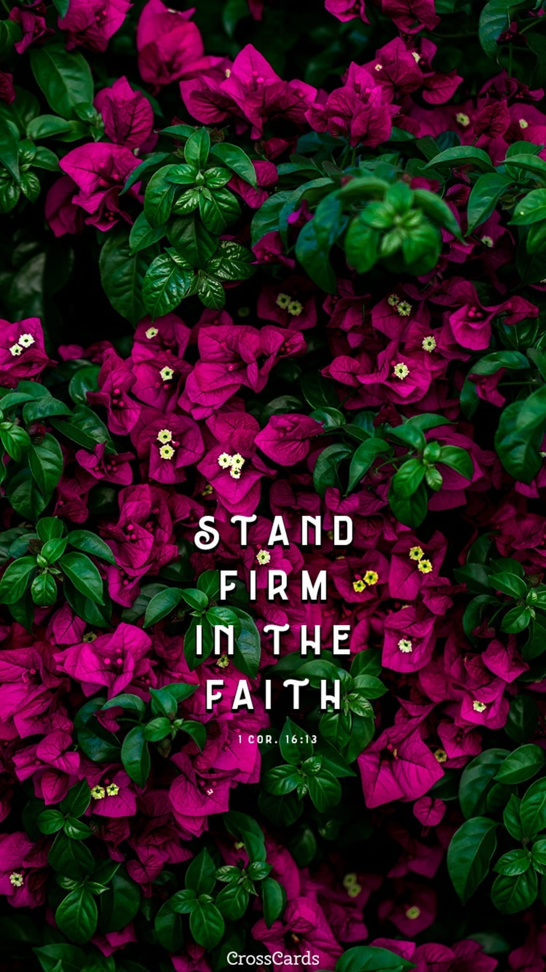 Stand Firm mobile phone wallpaper