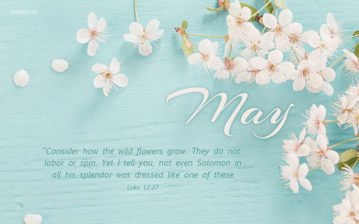 May - Consider How the Wildflowers Grow - Luke 12:27 mobile phone wallpaper