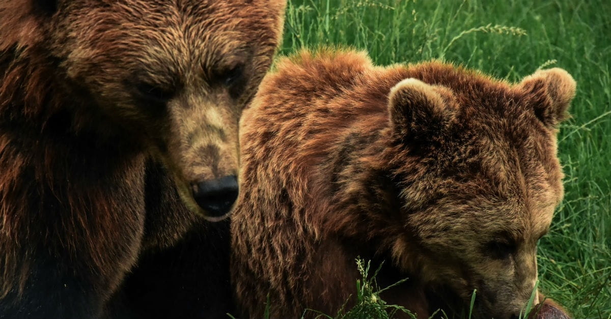 10. Two Killer Bears (2 Kings 2:23-24)