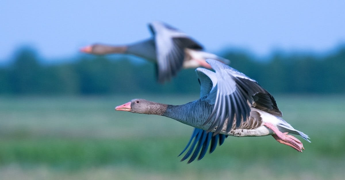 A Better Kind of Wild Goose Chase