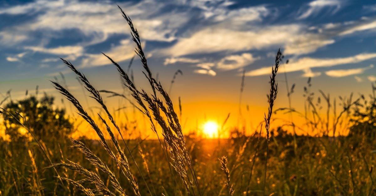 a field during golden hour, a wednesday prayer