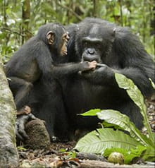 Alpha Male Makes a Comeback in <i>Chimpanzee</i>