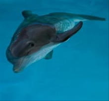 Film Set Visit: An Inspirational <i>Dolphin Tale</i>