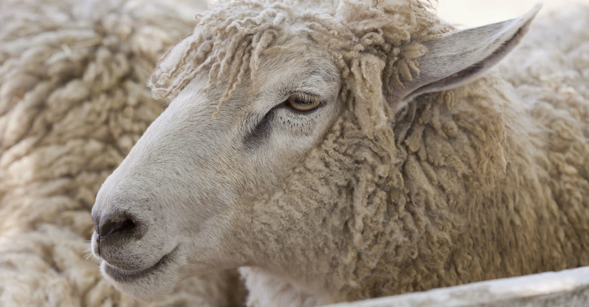 5 Ways To Recognize A Wolf In Sheep S Clothing - 