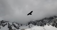3. Psalm 63:7 "...in the shadow of Your wings I sing..."