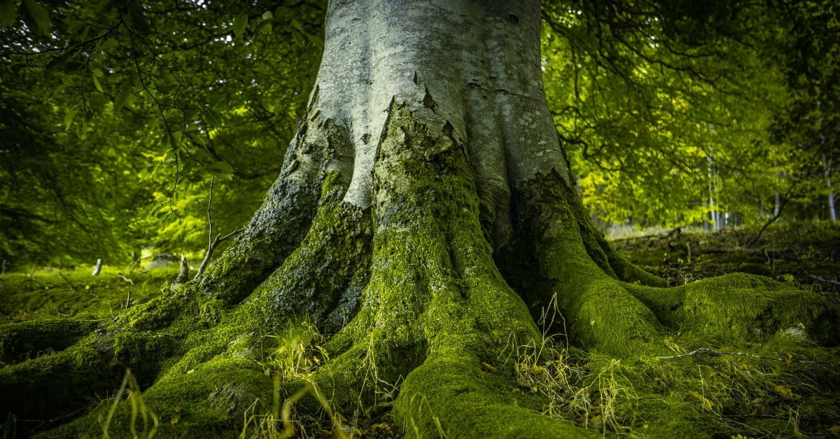 What Exactly Is The Tree Of Life In The Bible