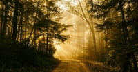 6. "Whatever you do, He will make good of it. But not the good He had prepared for you if you had obeyed him." -C.S. Lewis