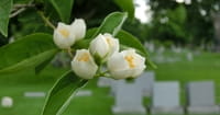 10. God's Garden Needs Flowers