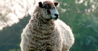 7. He Would be Worshipped by Shepherds