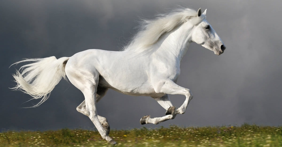 El caballo blanco