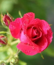 Letting Go of the Rose Garden