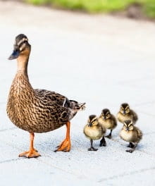 The Weak Duck: A Single Mom’s Easter Lesson