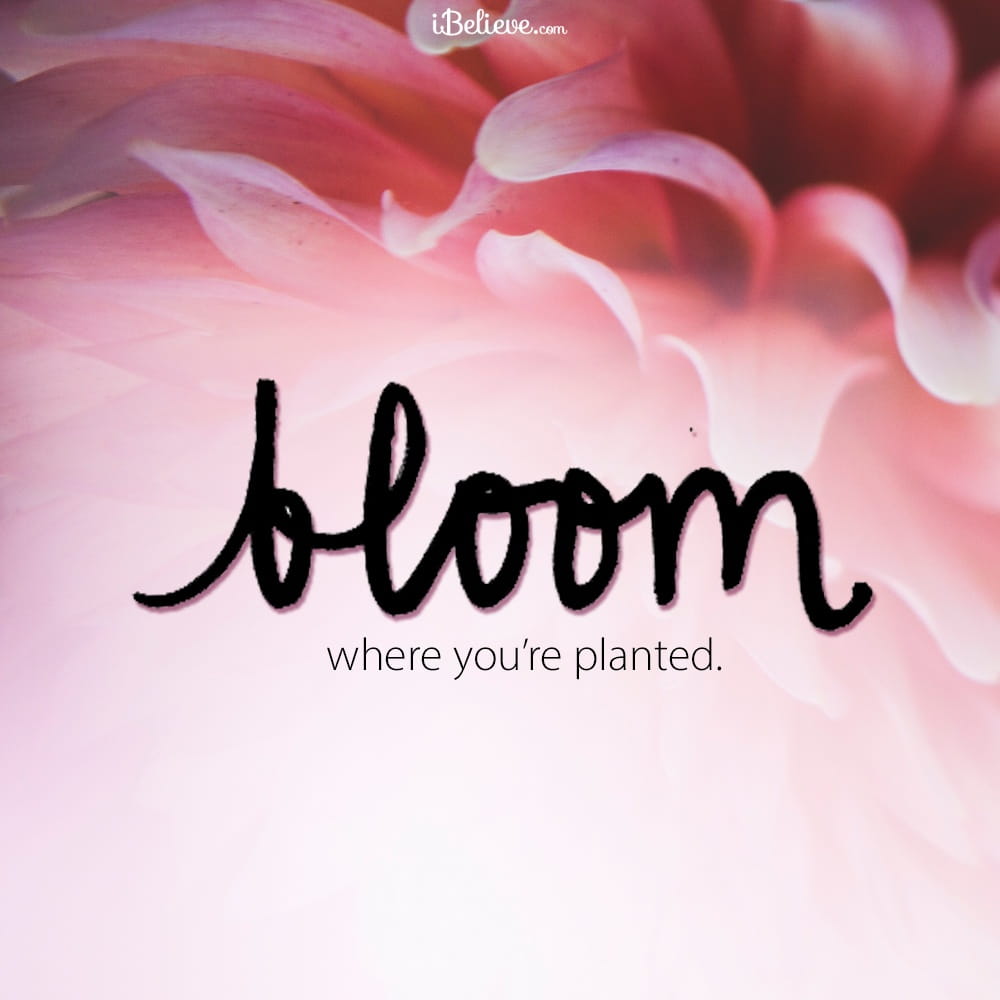 bloom-planted-ydp