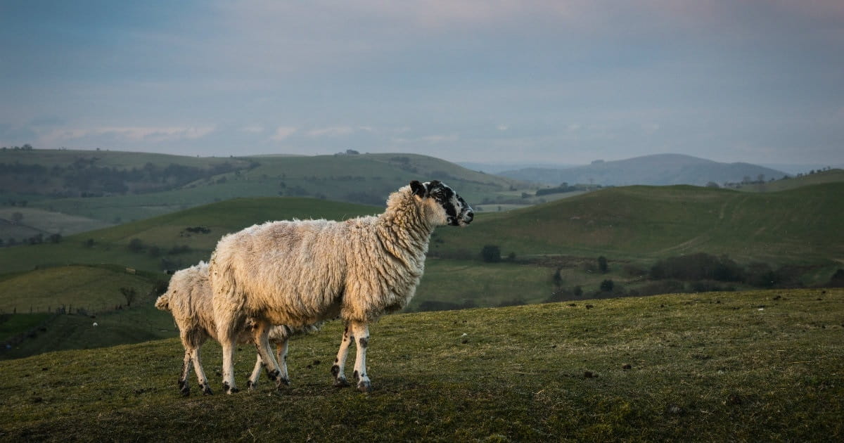 The Spiritual Implications of Being Sheep