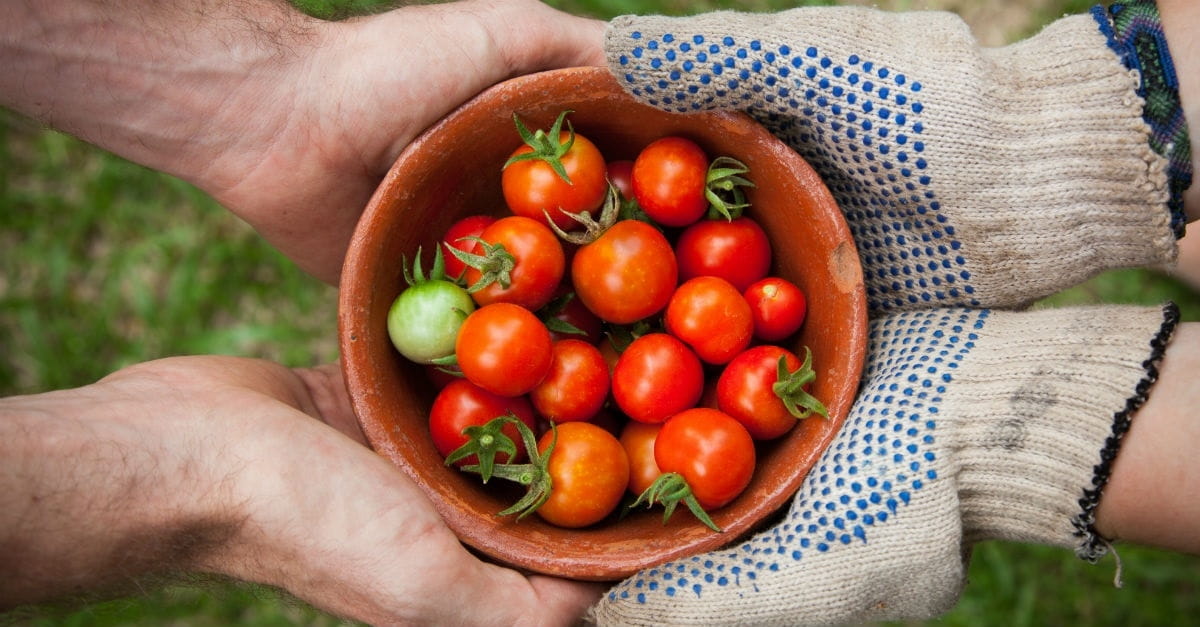 4. Gardening was God’s idea for people.