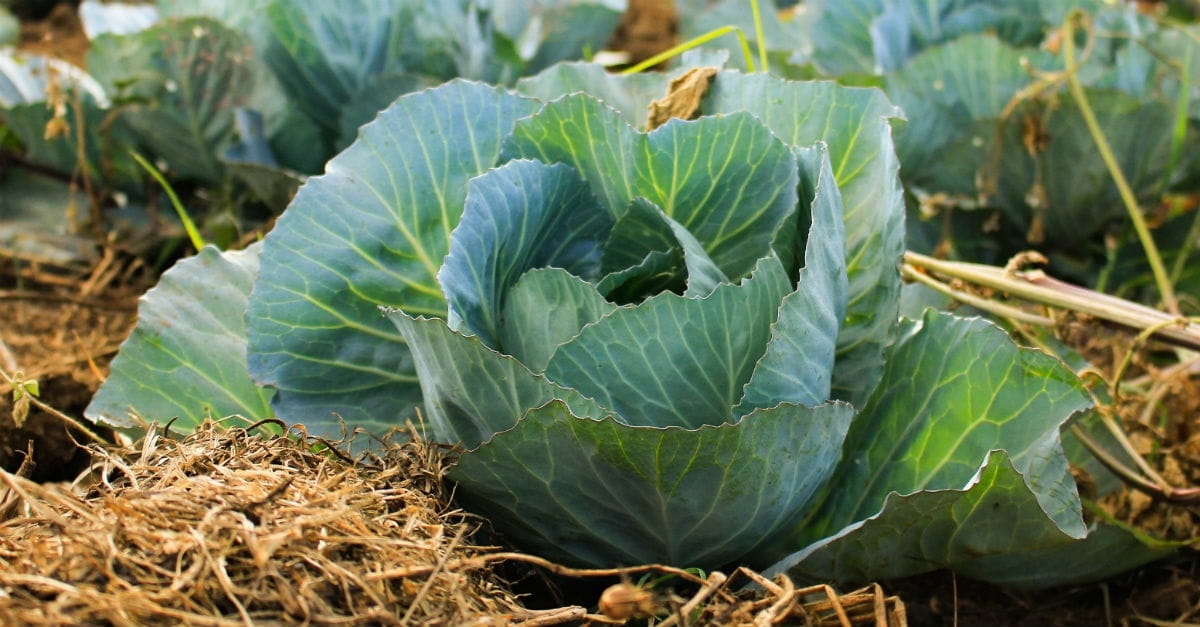 How do I start a garden?