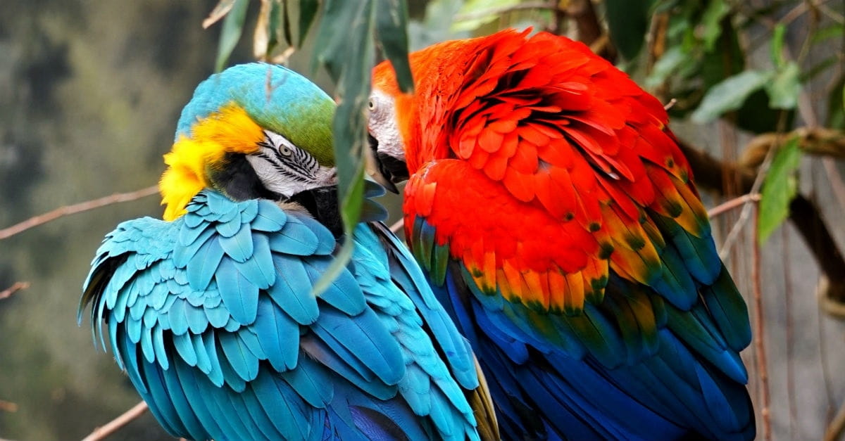 "...the goodness of each species is found in its complexity."