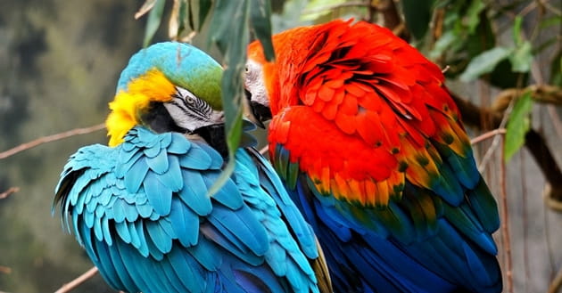 "...the goodness of each species is found in its complexity."