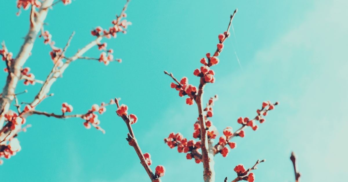 A Prayer for Easter Morning (And 25 Bible Verses to Celebrate Easter)