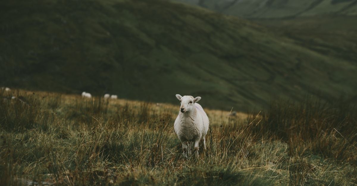 Psalm 23 - The Lord is our Shepherd and He will lead the way: