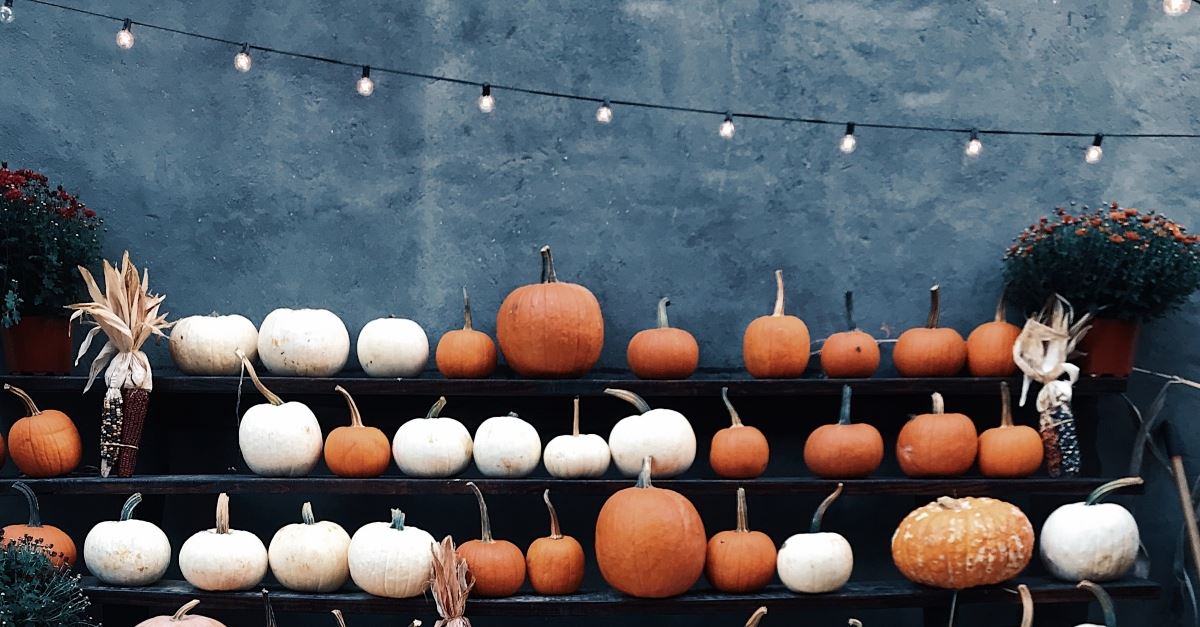 halloween fall pumpkin rows