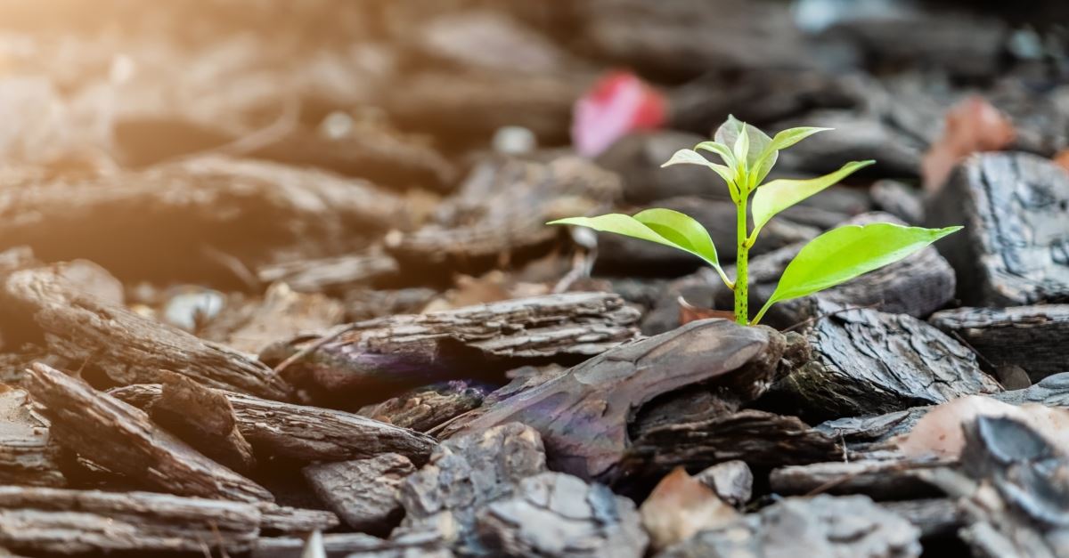 a plant growing among rocks