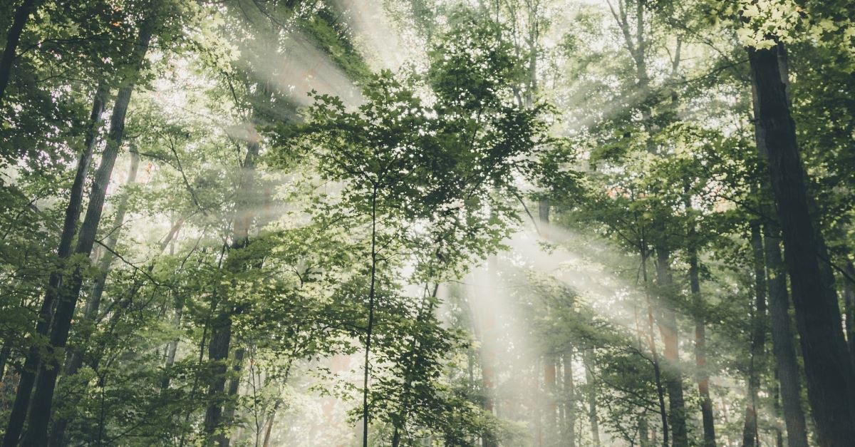 sunlight piercing through treetops