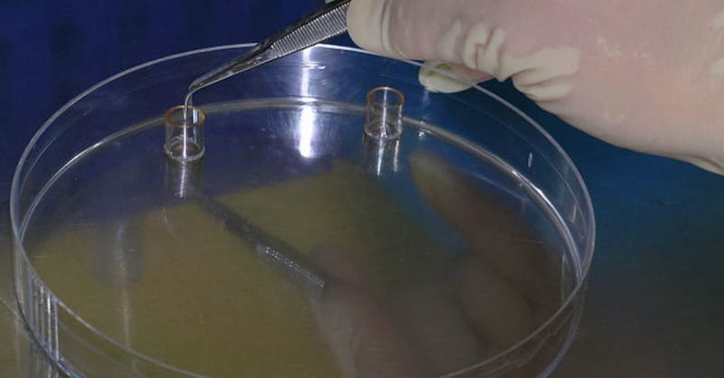 UK Becomes First Country to Legalize Controversial 3-Parent Baby Procedure